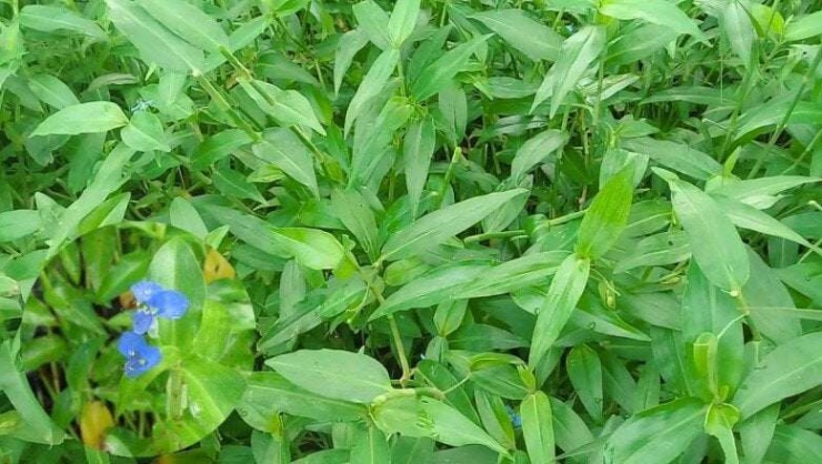 Loại cỏ dại mọc tua tủa sau mưa không ngờ là rau quý, nấu chung với con này rất ngon, không biết ăn quá tiếc - 1