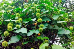 Thị trường - Tiêu dùng - Cây dại leo bờ rào hoá "mỏ vàng", có tiền cũng khó mua
