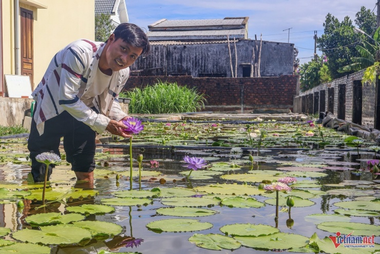 Anh Võ Viết Tú khởi nghiệp thành công với mô hình trồng và lai tạo hoa súng