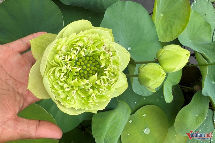 Anh Tú đã lai tạo được nhiều dòng hoa súng độc lạ và bán chạy...