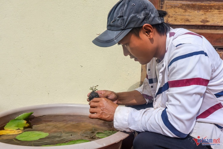 Ban đầu, cây được trồng trong chậu đường kính 10cm, sau 2 tuần sẽ chuyển sang chậu lớn đường kính 50cm