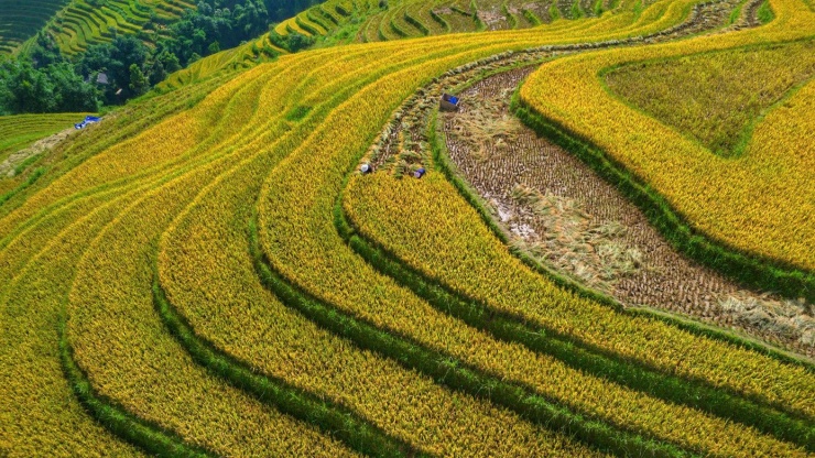 Lúa chín vàng, thơm ngát ở ngôi làng Việt đẹp nhất châu Á - 6