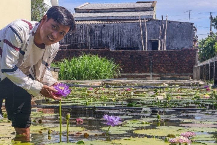 Từ 30 triệu đồng, 9X Đà Nẵng xây trang trại hoa súng độc lạ, lãi 300 triệu/năm