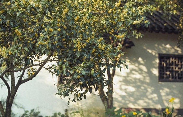Cây mộc hương, còn được gọi là quế hoa, từ lâu đã được xem là loài cây quý hiếm, từng là sản vật tiến vua nhờ hội tụ cả giá trị thẩm mỹ, y học và phong thủy.
