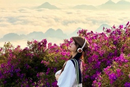 Choáng ngợp đồi sim tím trải dài vô tận