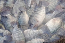 Thông tin ăn cá rô phi có hại sức khỏe là vô căn cứ, thiếu hiểu biết