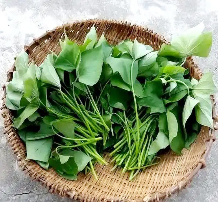 Rau xưa người Việt cho lợn ăn, nay lên bàn tiệc ở nước ngoài, hơn 1 triệu/kg - 3