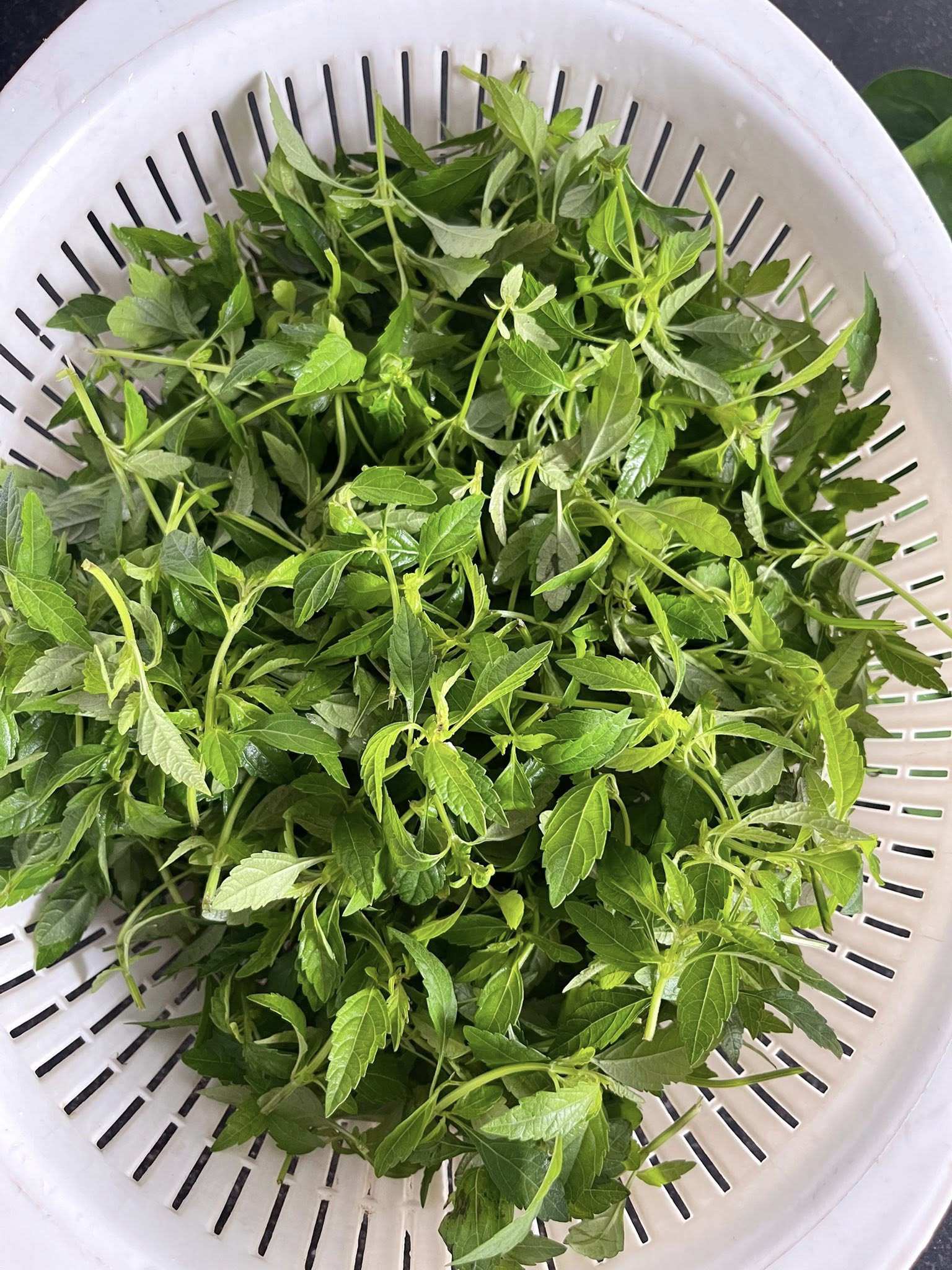 Giậu rách (rau húng tép) là họ rau kinh giới nhưng lá nhỏ hơn, đanh hơn, thơm hơn và ít cay hơn. Mùa rau giậu rách khoảng từ tháng 2 đến tháng 8 âm lịch.
