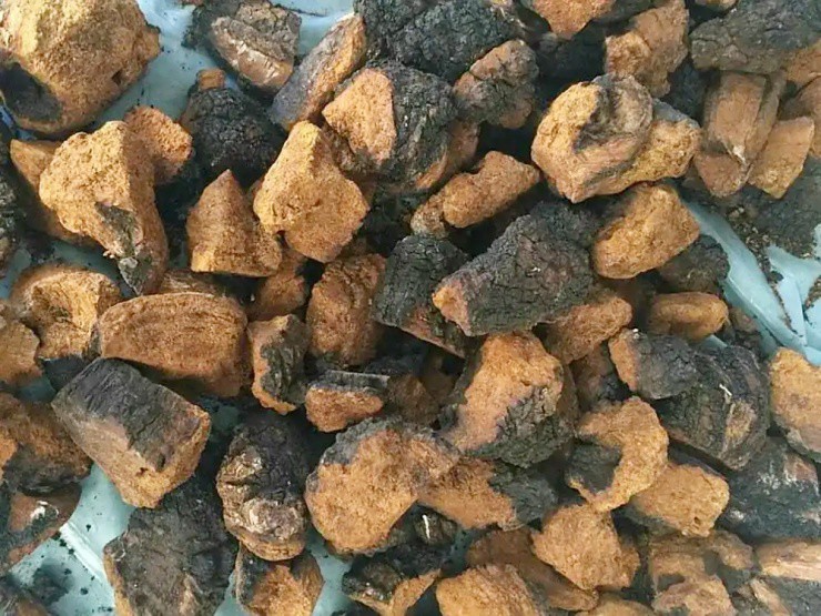 “Ung nhọt” mọc trên cây, ai ngờ quý như vàng, chờ 20 năm mới thu hoạch được - 3