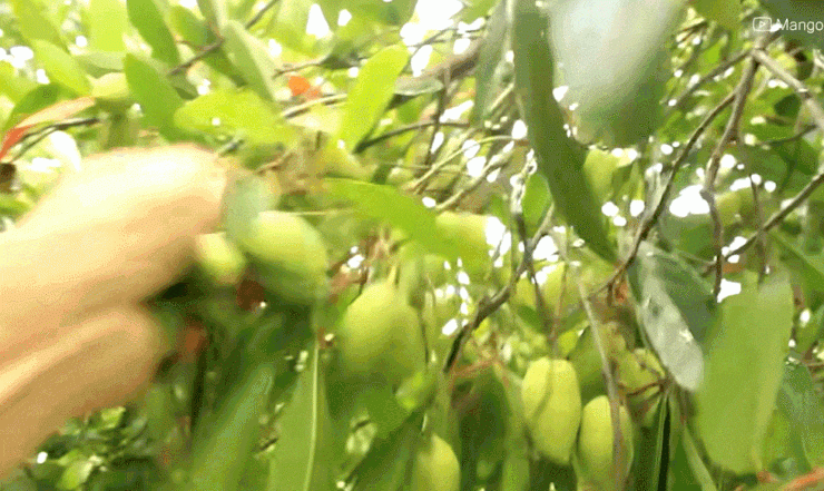 Những quả đặc sản phổ biến ở miền Tây, ra Bắc thành &#39;hàng hiếm&#39; - 4