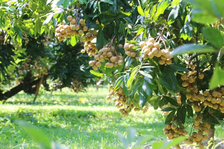 Những cây nhãn trĩu quả.