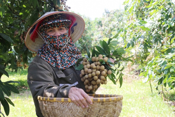 Người dân hạnh phúc khi cây nhãn đem lại cuộc sống ấm no.