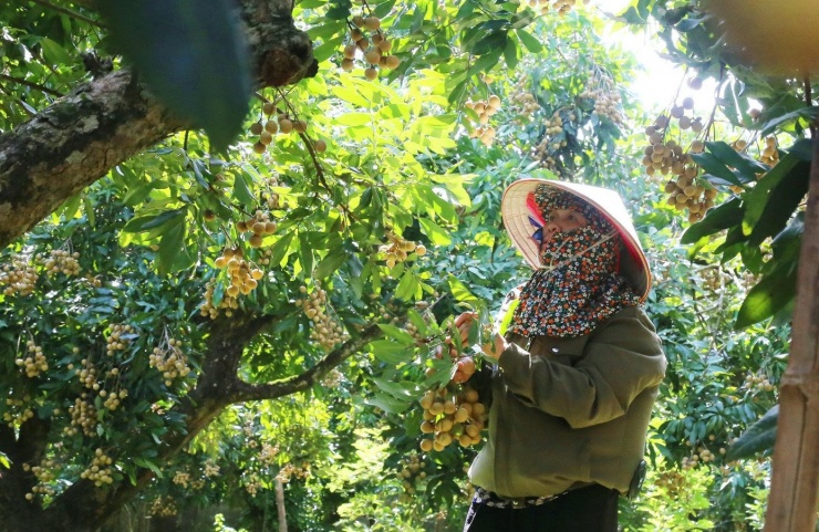 Bà con thu hoạch nhãn.