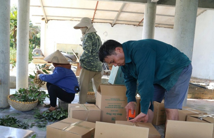 Người dân hối hả tuyển chọn nhãn, đóng thùng gửi cho khách hàng.