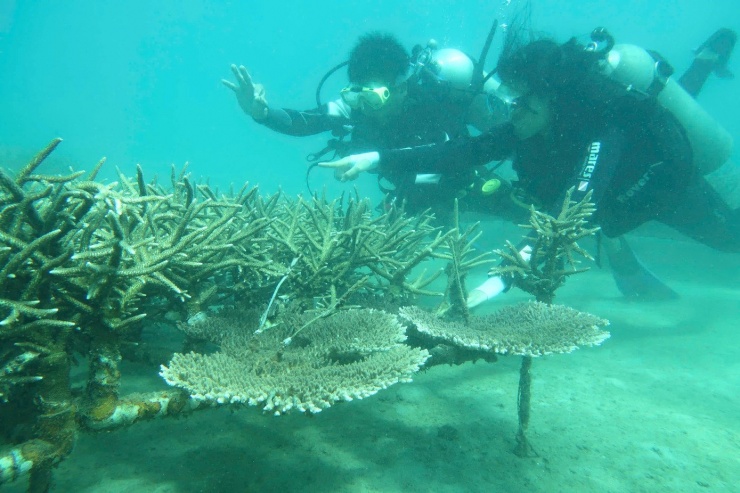 Cận cảnh lặn sâu dưới đáy biển phục hồi san hô - 2