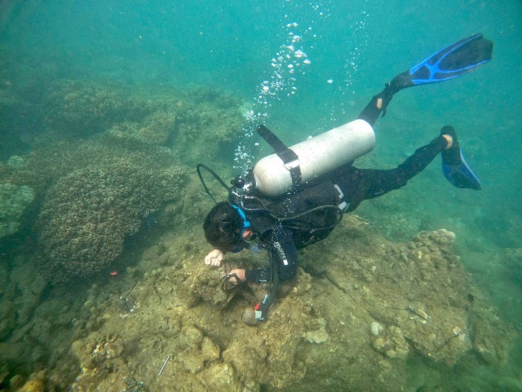 Công việc chăm sóc, phục hồi rạn san hô dưới đáy biển được các cán bộ trẻ thuộc Ban quản lý Khu bảo tồn biển Cù Lao Chàm (TP. Đà Nẵng) đảm nhận hàng chục năm nay.