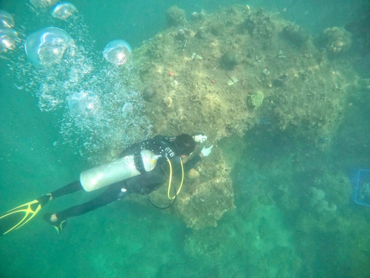 Cận cảnh lặn sâu dưới đáy biển phục hồi san hô - 4