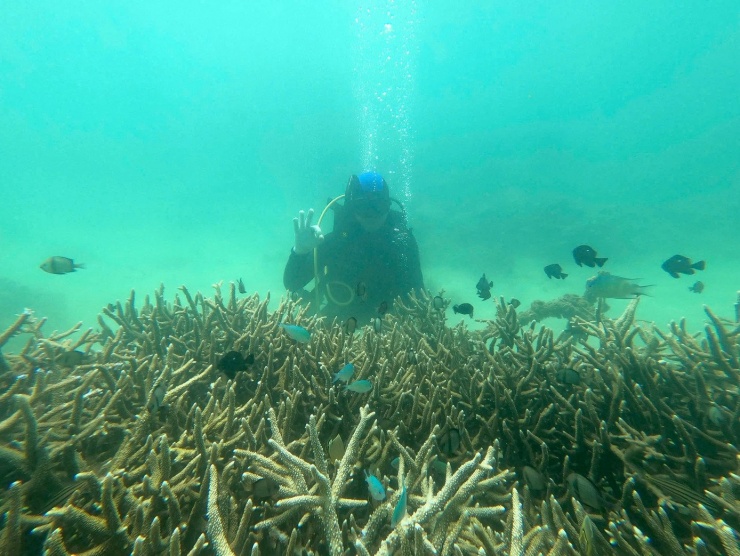 Cận cảnh lặn sâu dưới đáy biển phục hồi san hô - 8