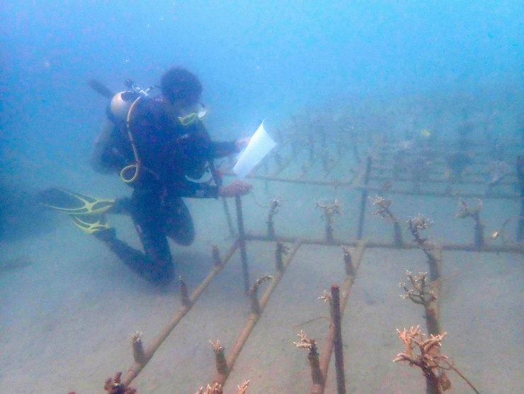 Với khả năng lặn nhiều giờ, các kỹ sư khảo sát, ươm cấy và phục hồi những rạn san hô ở Cù Lao Chàm.