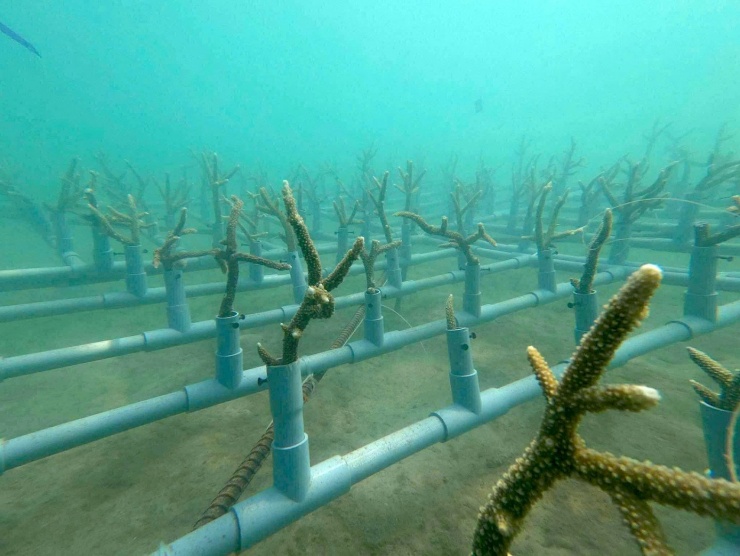 Những vườn ươm san hô dưới đáy biển được hình thành