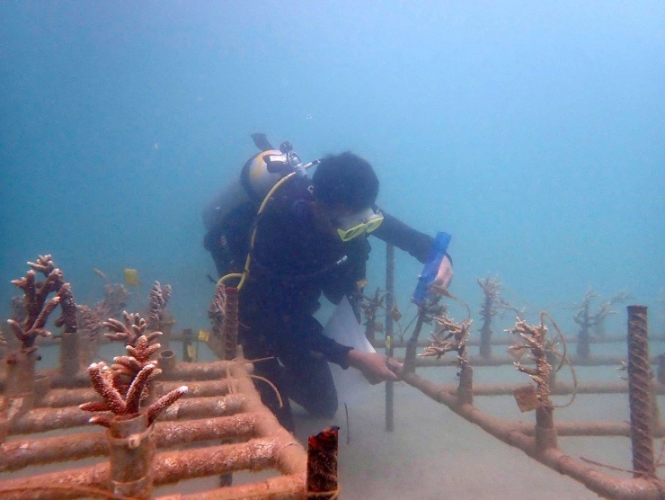 San hô sau khi chăm sóc trở nên cứng cáp được mang đi gieo ươm ở những nơi san hô bị tẩy trắng