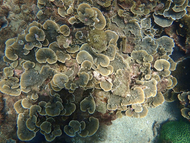 Cận cảnh lặn sâu dưới đáy biển phục hồi san hô - 17