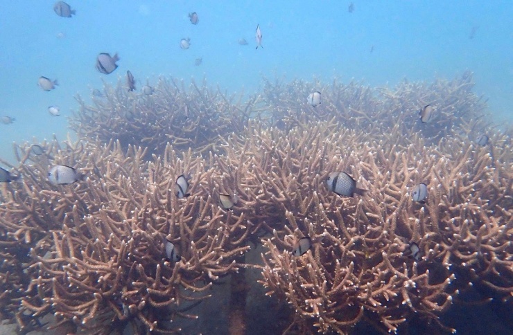 Vườn san hô được chăm sóc hiệu quả