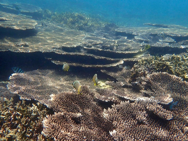 Cận cảnh lặn sâu dưới đáy biển phục hồi san hô - 18