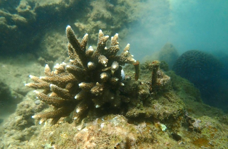 Cận cảnh lặn sâu dưới đáy biển phục hồi san hô - 19