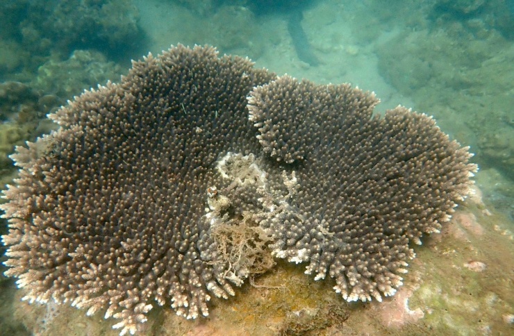 Qua thời gian chăm sóc của các "bảo mẫu" dưới đại dương, các rạn san hô được hồi sinh, cá và nhiều loài sinh vật biển khác cũng kéo tới tạo khung cảnh đẹp vô cùng