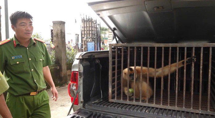 Vượn má vàng thuộc nhóm IB, là một trong những loài nguy cấp, quý, hiếm cần được ưu tiên bảo vệ