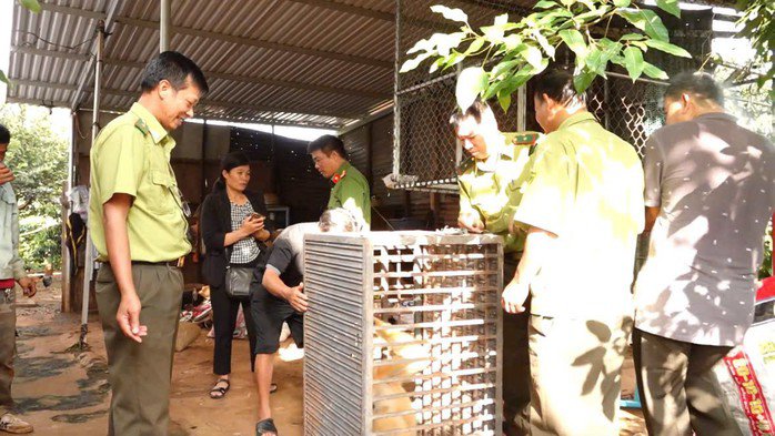 Cơ quan chức năng tiếp nhận cá thể vượn má vàng
