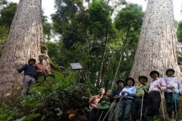 Tin tức trong ngày - Sa mu là gỗ gì khiến 4 cán bộ kiểm lâm Thanh Hóa vướng lao lý?