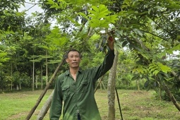 Trồng loại cây cho quả "quý như vàng", cả làng ở Bắc Ninh thu hàng tỷ đồng mỗi vụ