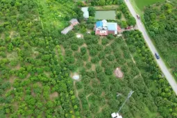 Thị trường - Tiêu dùng - 'Cây làm giàu' là cây gì mà bao phủ cả một xã ở Phú Thọ?