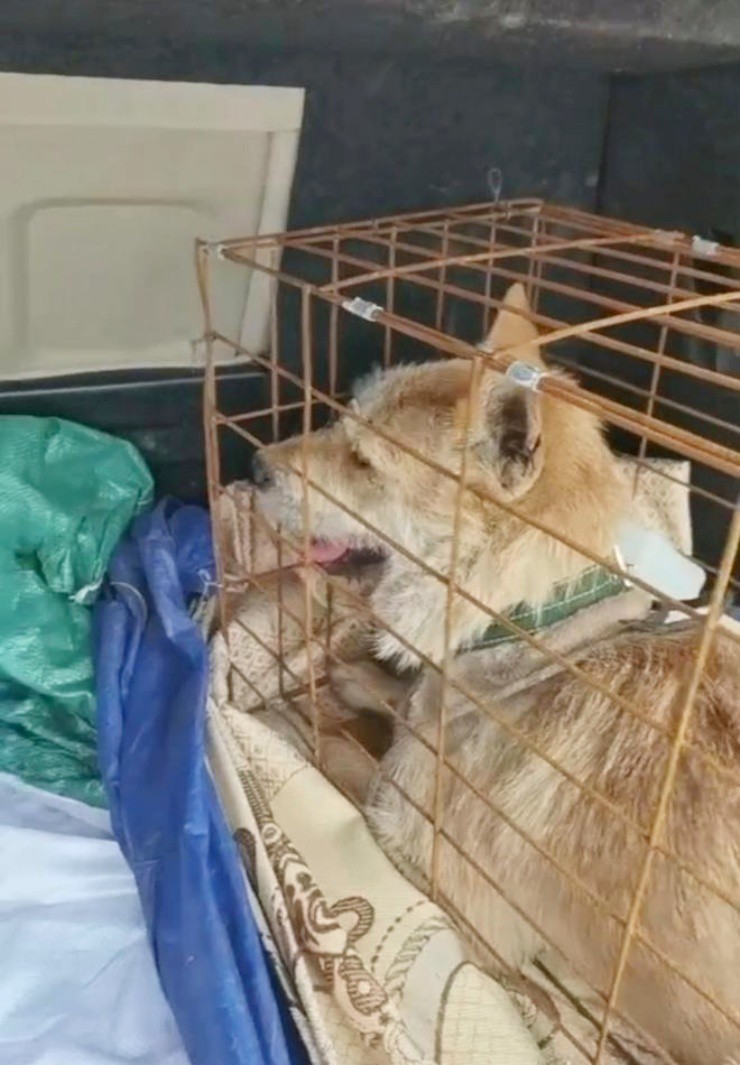 Thú cưng chết ngạt trong cốp xe, chủ đòi bồi thường hàng chục triệu đồng - 1