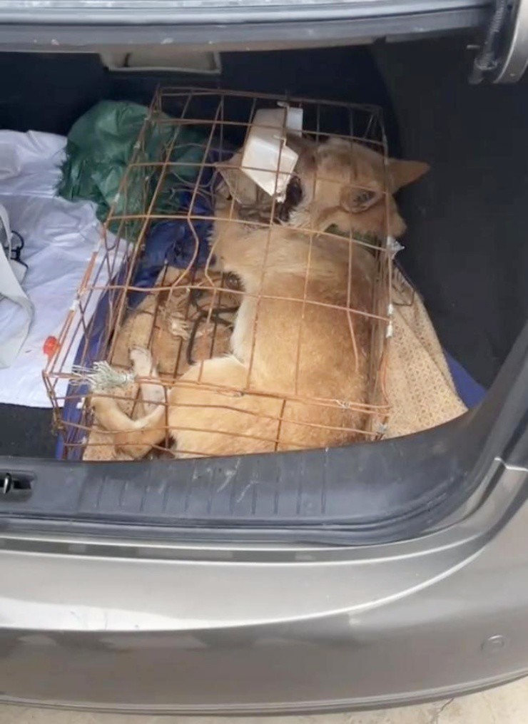 Thú cưng chết ngạt trong cốp xe, chủ đòi bồi thường hàng chục triệu đồng - 2