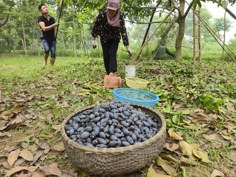 Trám thu hoạch đến đâu được bán hết đến đó với giá trung bình 120 nghìn đồng/kg. (Ảnh: Trần Lưu)