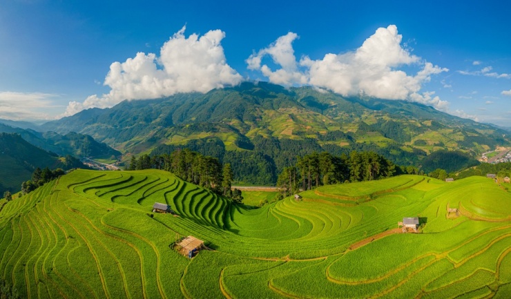 Ngắm mùa lúa Mù Cang Chải bắt đầu chín sớm - 1