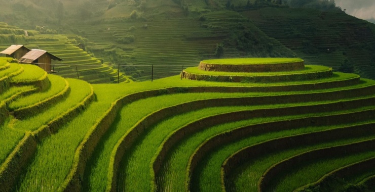 Ngắm mùa lúa Mù Cang Chải bắt đầu chín sớm - 5