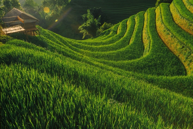 Ngắm mùa lúa Mù Cang Chải bắt đầu chín sớm - 4