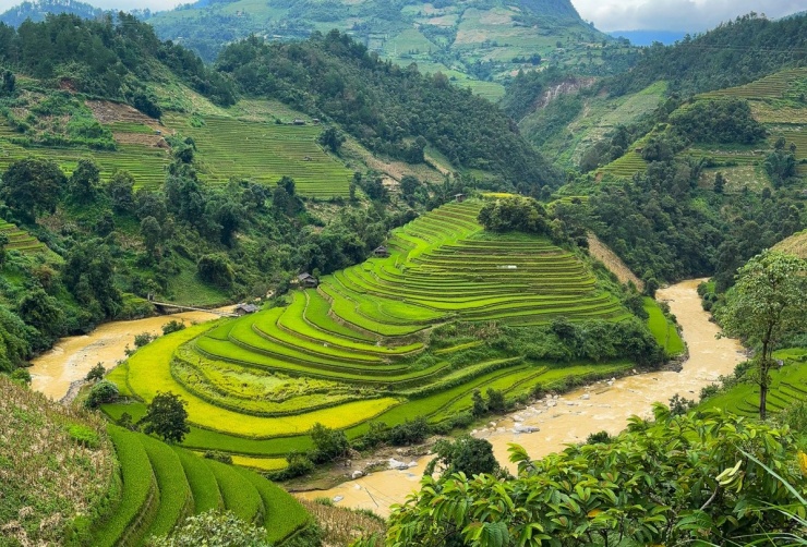 Ngắm mùa lúa Mù Cang Chải bắt đầu chín sớm - 6