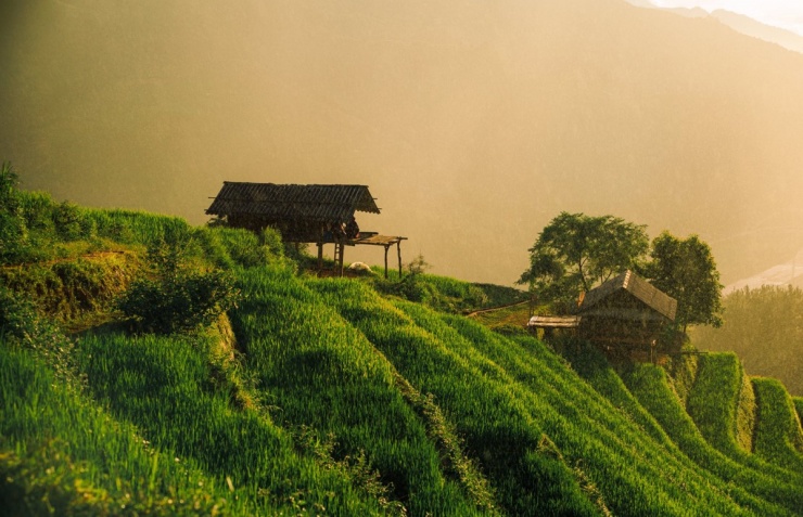 Ngắm mùa lúa Mù Cang Chải bắt đầu chín sớm - 10
