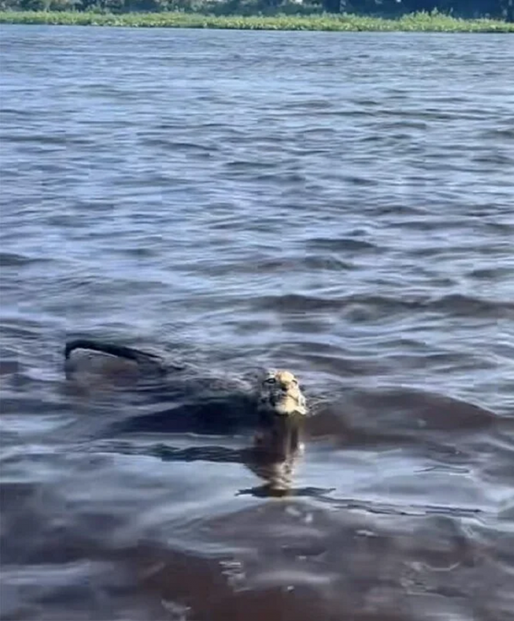 Đi câu cá người đàn ông phát hiện vật thể "lạ", tiến lại gần bất ngờ cảnh tượng trước mắt - 1