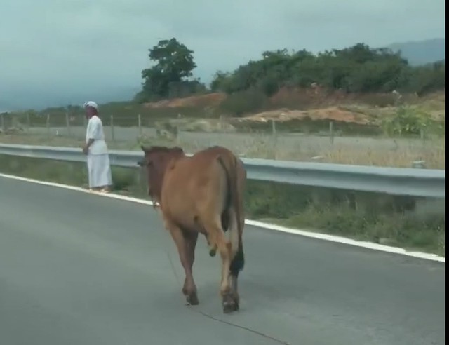 Người đàn ông vô tư dắt bò "tản bộ" trên cao tốc Vĩnh Hảo - Phan Thiết. Ảnh cắt từ clip