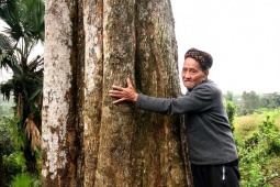 Tin tức trong ngày - Cận cảnh 2 gốc trầm vừa được công nhận là Cây di sản Việt Nam