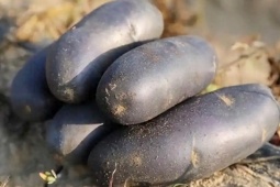 Thị trường - Tiêu dùng - Độc lạ “con lai của khoai tây và khoai lang”, đắt gấp vài lần khoai tây thường