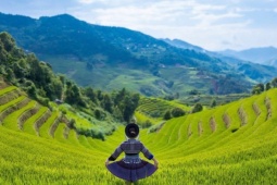 Ngắm mùa lúa Mù Cang Chải bắt đầu chín sớm