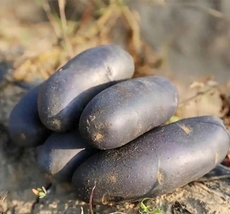 Độc lạ “con lai của khoai tây và khoai lang”, đắt gấp vài lần khoai tây thường - 1