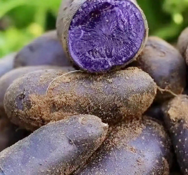 Độc lạ “con lai của khoai tây và khoai lang”, đắt gấp vài lần khoai tây thường - 2